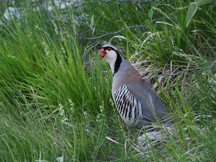 Coturnce (Alectoris graeca )